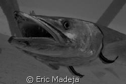 Big teeth rule /
This Barracuda had the luxury of not on... by Eric Madeja 